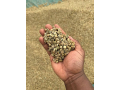 green-coffee-beans-arabica-coffee-grade-aa-a-and-ab27719755564-small-0