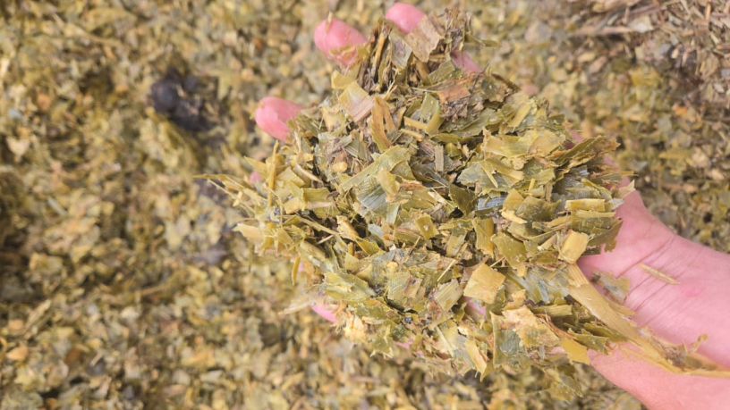 mielie-kuilvoer-900ton-big-0