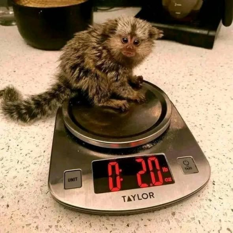 very-healthy-marmoset-monkeys-for-you-big-0