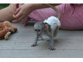 capuchin-monkeys-need-new-homes-small-0