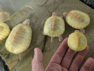 lime-green-red-ear-slider-turtle