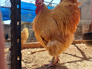 trios-of-orpington-buff-chickens