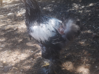 brahmas-young-chickens