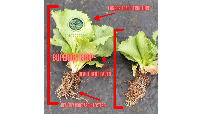 bioage-nitro-gro-dual-purpose-liquid-biofertilizer-and-biostimulant-big-1