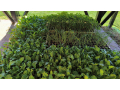 seedlings-small-3