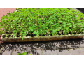 seedlings-small-4