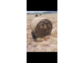 elegrostis-round-bales-for-sale-small-0