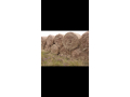 elegrostis-round-bales-for-sale-small-1