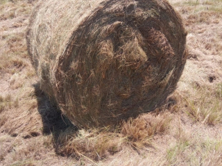 elegrostis-round-bales-for-sale