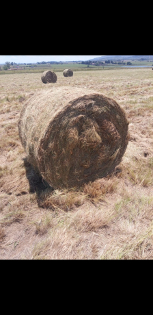elegrostis-round-bales-for-sale-big-0