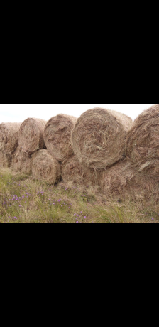 elegrostis-round-bales-for-sale-big-1