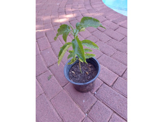 Passion fruit plant