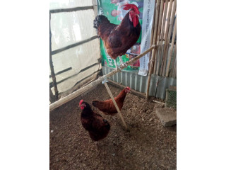 Rhode Island Red for sale
