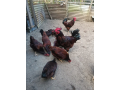 rhode-island-red-for-sale-small-1