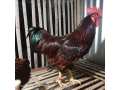 rhode-island-red-for-sale-small-2