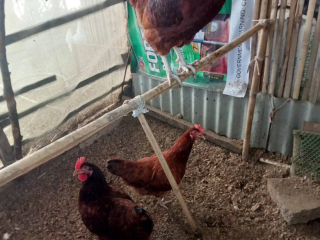 rhode-island-red-for-sale