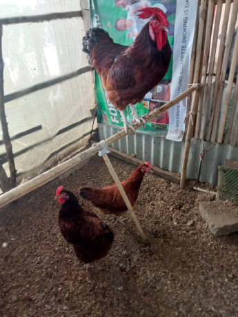 rhode-island-red-for-sale-big-0