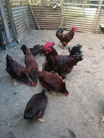 rhode-island-red-for-sale-big-1