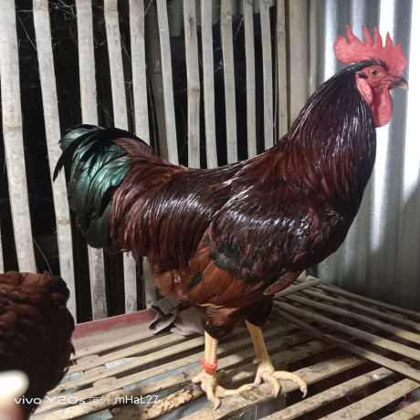 rhode-island-red-for-sale-big-2